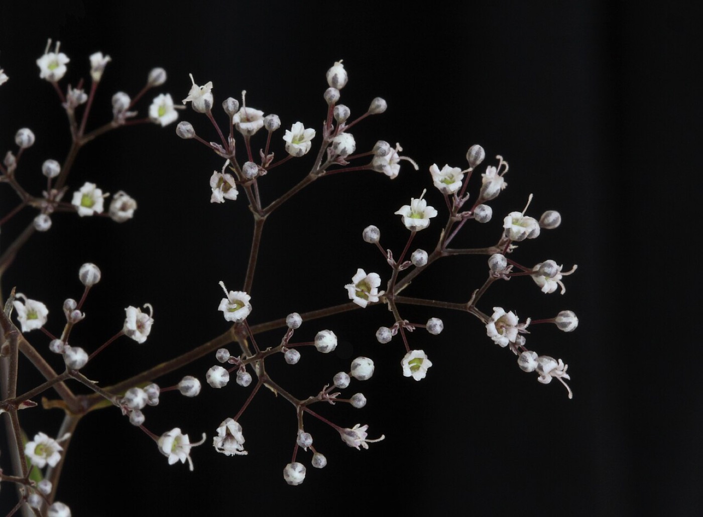 Gypsophila supplier from China product photo