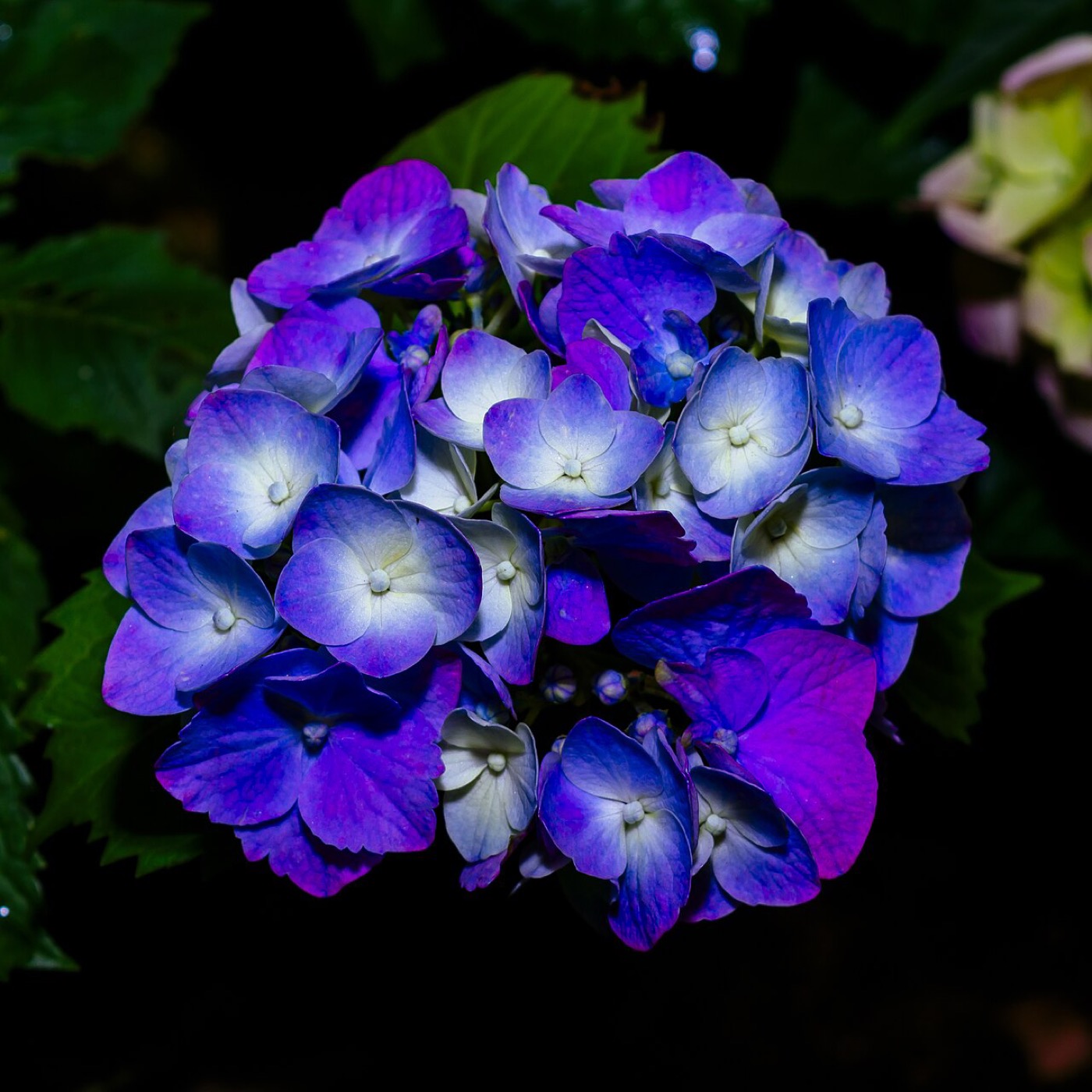 Hydrangea supplier from China product photo