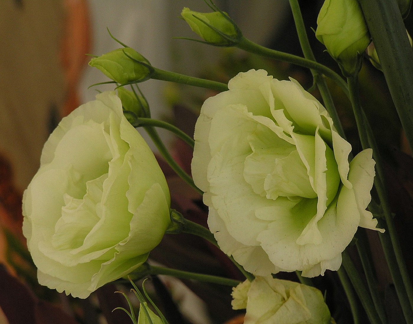 Lisianthus supplier from China product photo