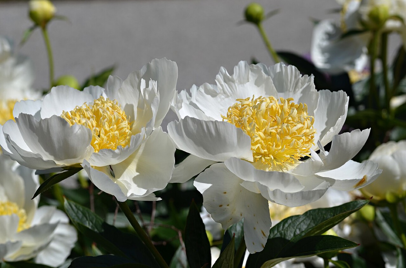 Peony supplier from China product photo