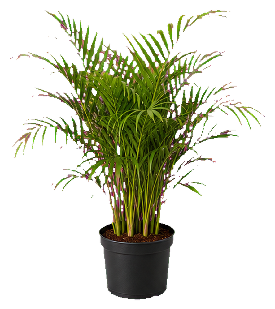 Areca Palm supplier from China product photo