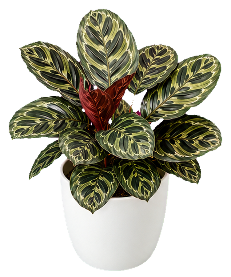 Calathea supplier from China product photo