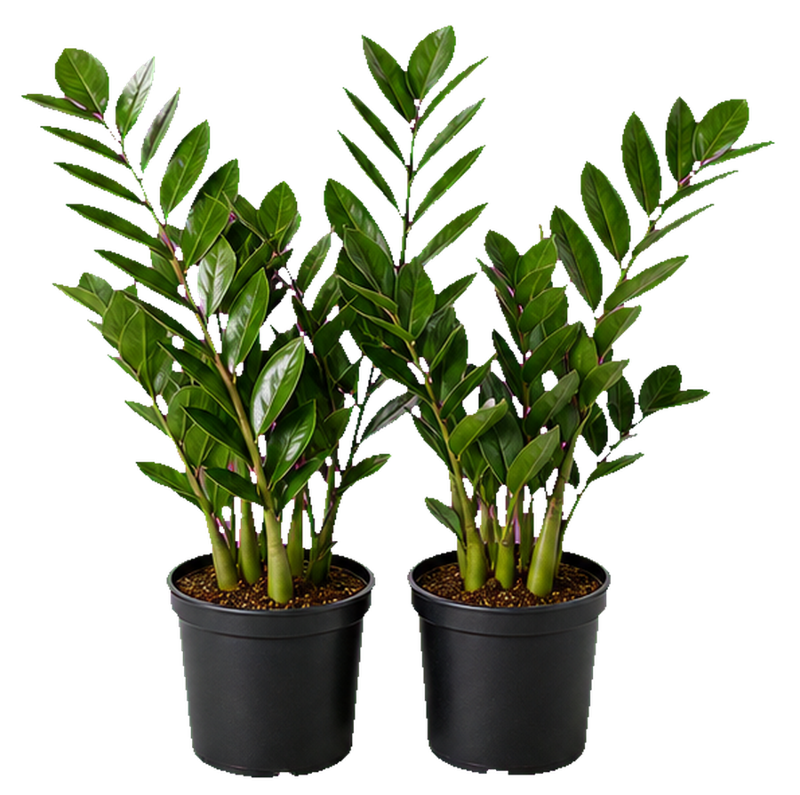 ZZ Plant / Zamioculcas supplier from China product photo