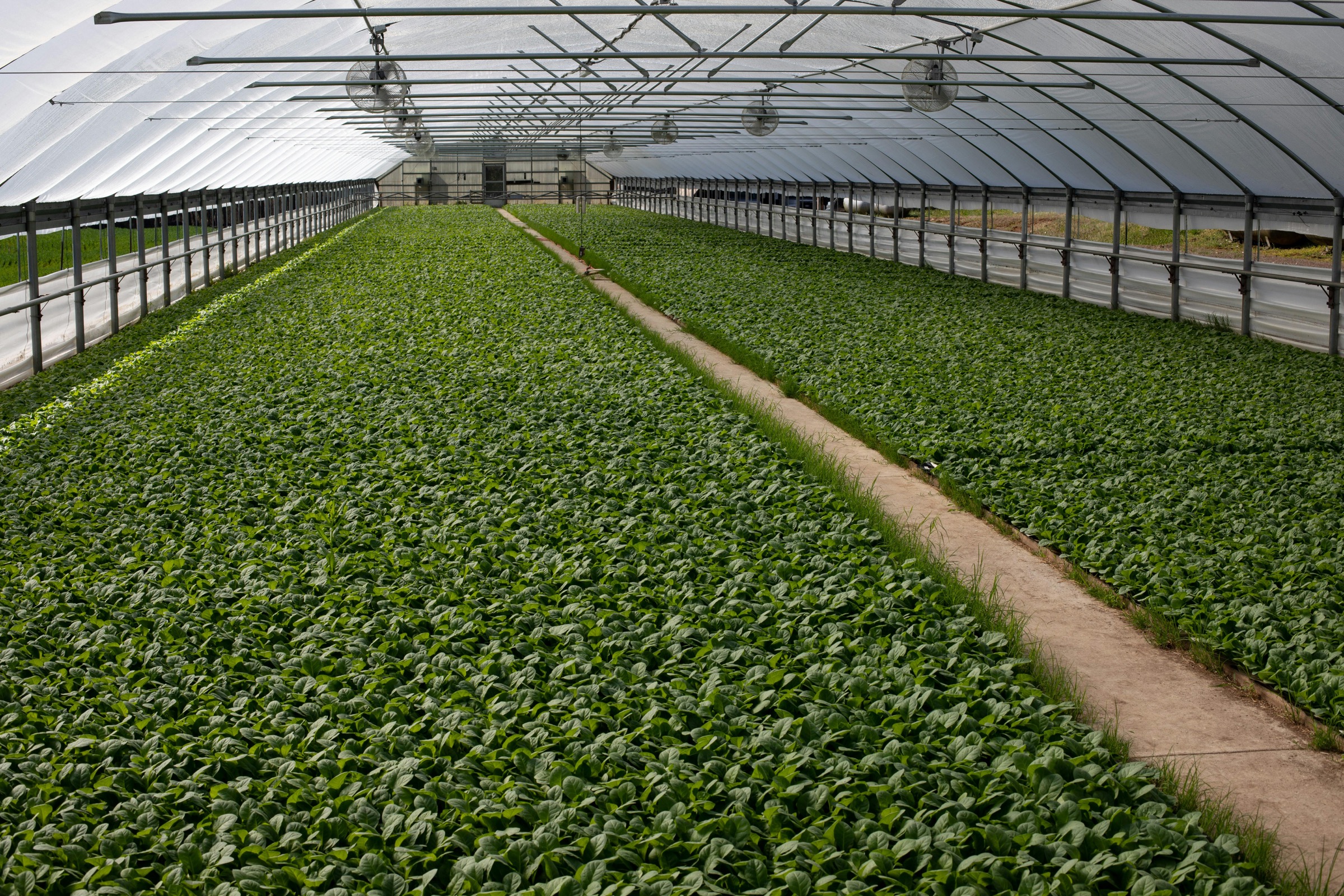 China greenhouse indoor green plants for export